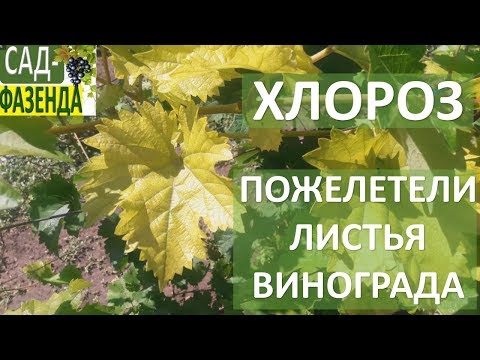 Хлороз винограда. Пожелтение листьев винограда. как бороться