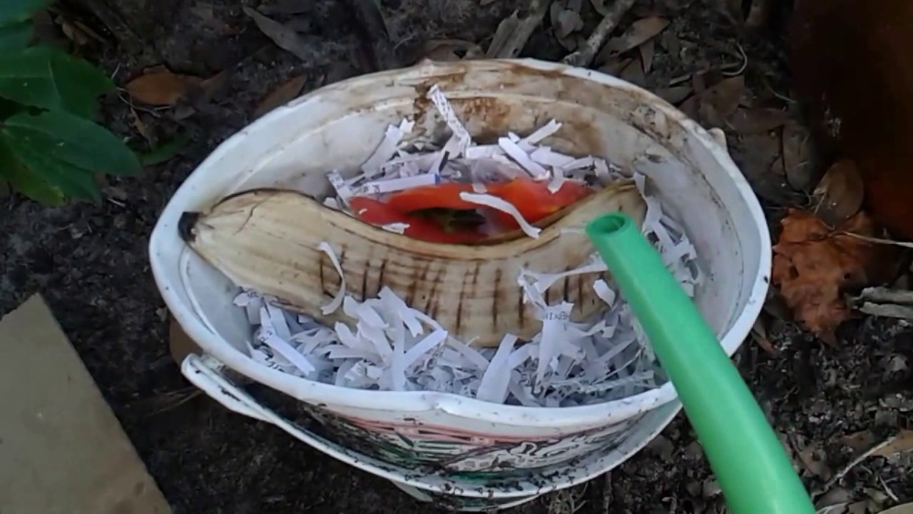 Happy Pineapple Farming Tips feeding and checking the worms YouTube