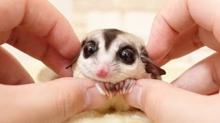 I was finally killed by the cuteness of the sugar glider