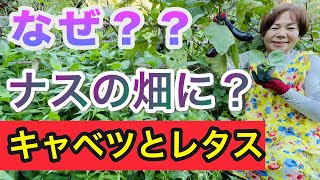キャベツとナスは非常に相性がよく、コンパニオンプランツでもあります