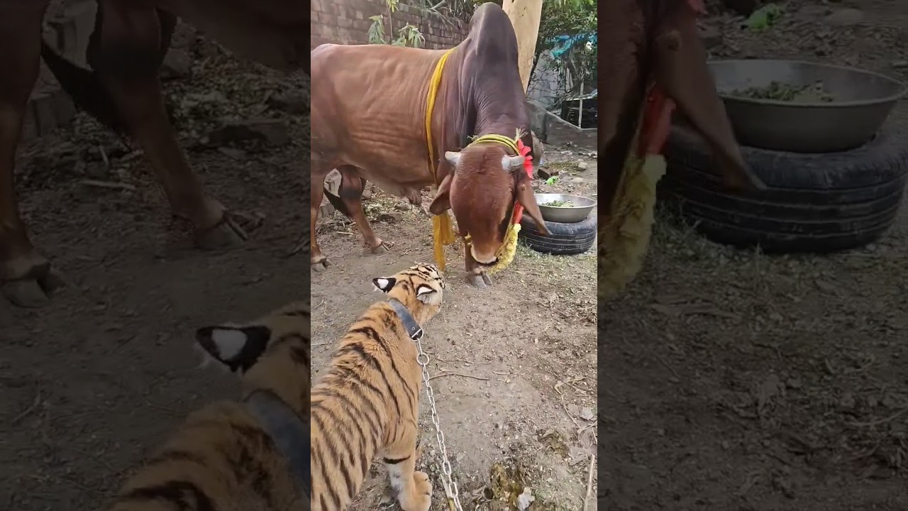 Tiger vs Bull 