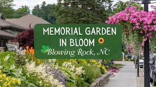Memorial Garden in Bloom 🌻 - Blowing Rock, North Carolina