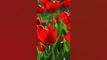 الآية 19 من سورة النور الشيخ ماهر المعيقلي