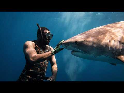 Tiger Shark open water swim (NO CAGE)