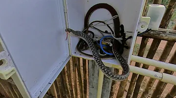 Comment éloigner les serpents du jardin ?