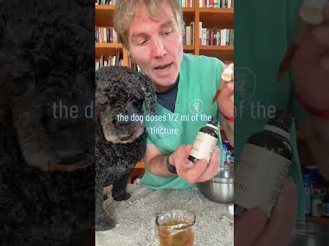 Video: Homemade koerakahjustus koertele