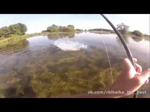 didi kobri|დიდი თევზი კობრი _თევზაობა