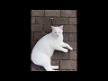 歩いてたら当たり屋に絡まれた（満面の笑み）