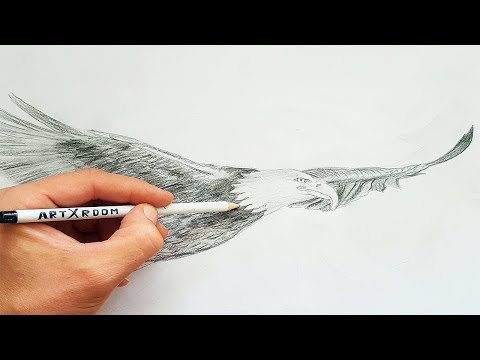 Видео: Как да нарисувате орел с молив