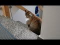 Norwegian Forest Cat: Mouse Sharing の動画、YouTube動画。