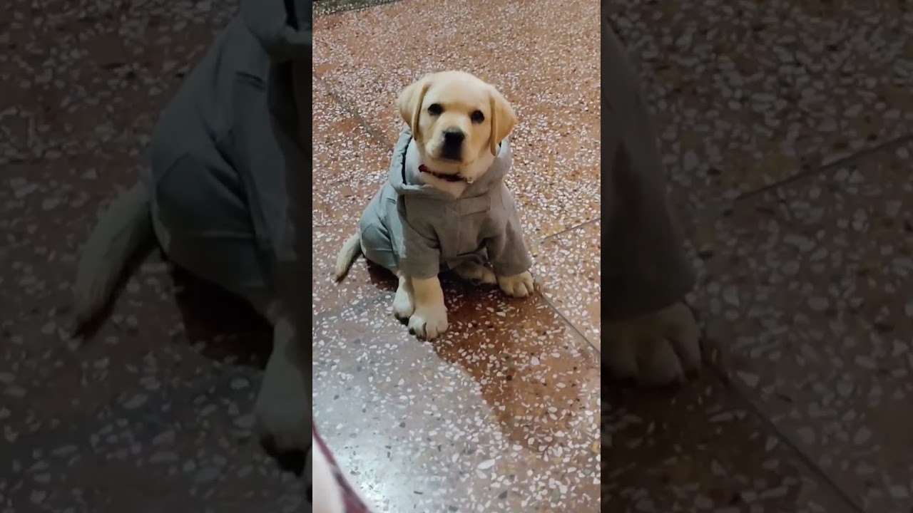 Dog 🐕 Cute 🥰 Hii Baba