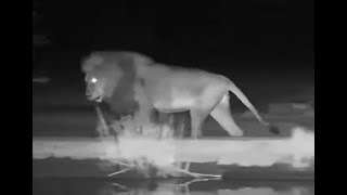 Masungulu Lion "Total"  at Cateye Pan