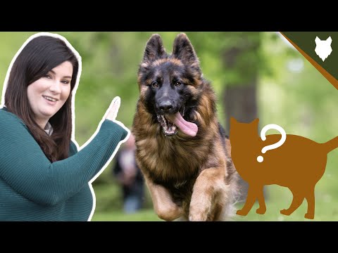 DO GERMAN SHEPHERD HAVE HIGH PREY DRIVE