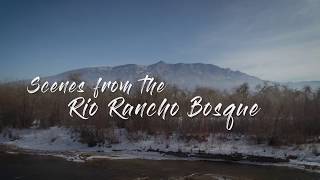 Scenes from the Rio Rancho NM Bosque