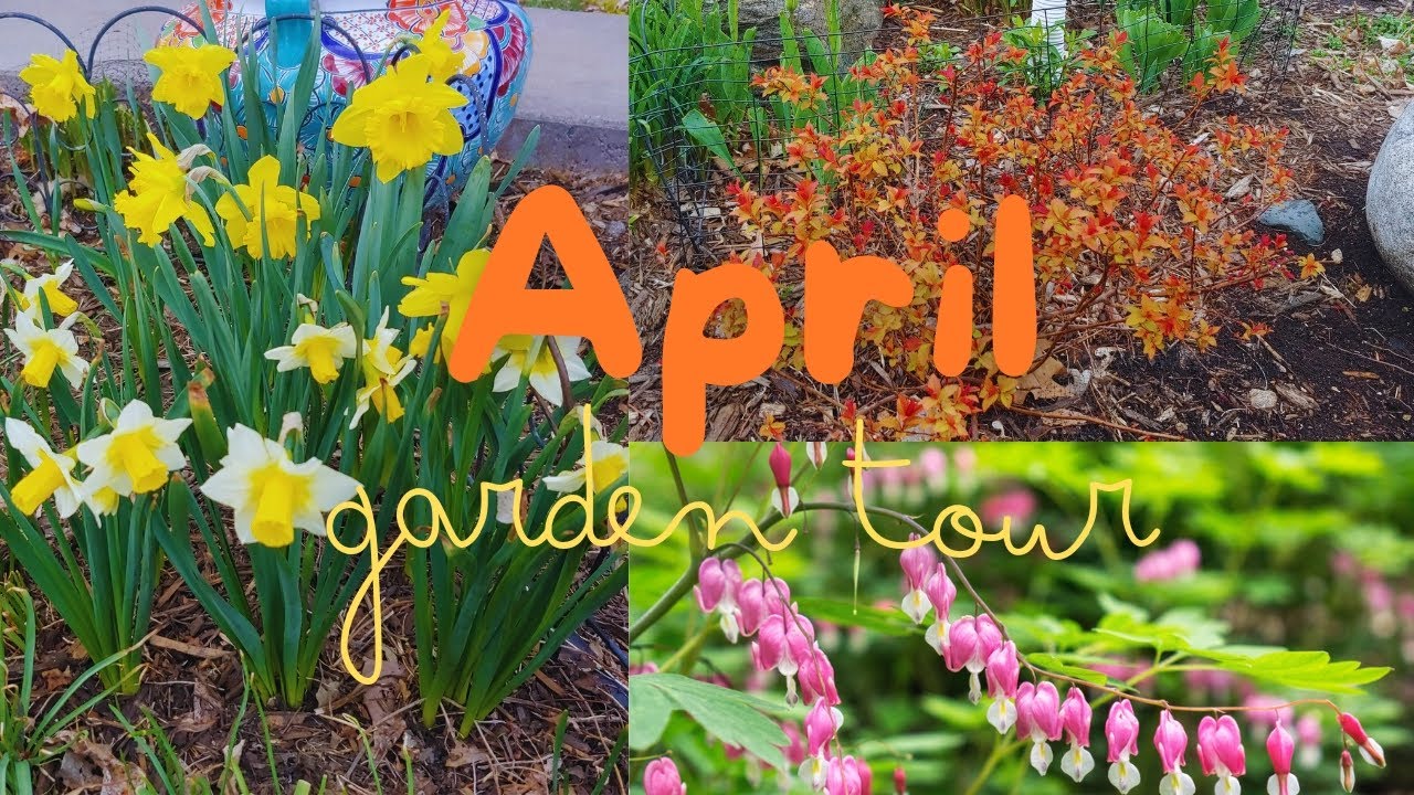 A Late April Garden Tour! : Dazzling Daffodils, Dicentra, Lungwort ...