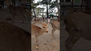 Nara Deer Park its Senbei Time 