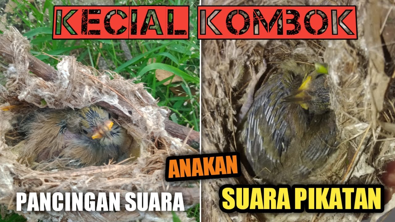 Pancingan suara anakan burung cucak kombo / Kecial Kombok lombok sangat cocok buat pancingan