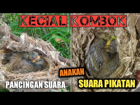 suara anak burung cak kombo / kacial lombok sangat cocok buat pancingan