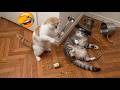 Ultimate Animal Comedy Compilation 2026 🐶 Funniest Pet Fails Ever Caught