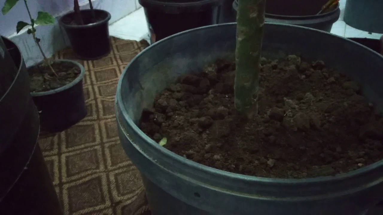تدوير الاصص.. ( نقل نبات من إصيص صغير -_اصيص الزراعة _إلي اصيص كبير ...