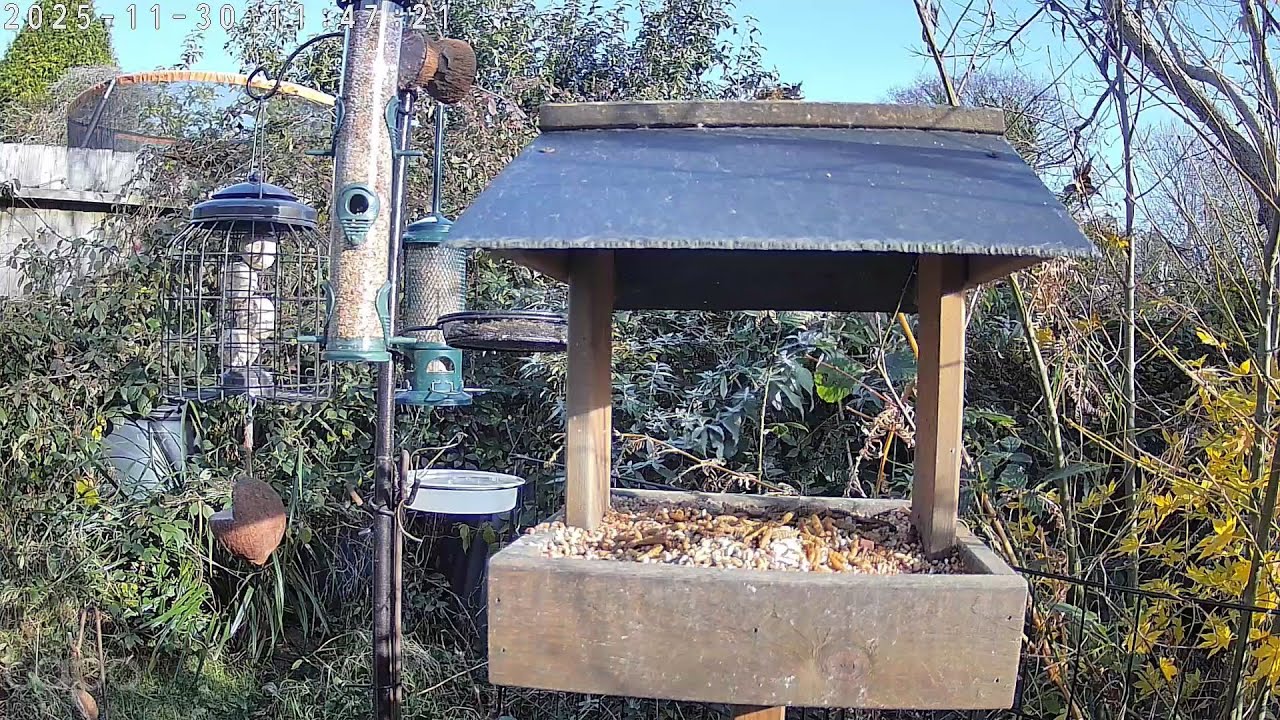 Live Bird Table Camera Cornwall UK