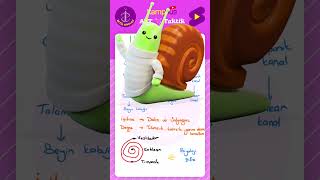 Duyu Organları, Kulak Dikkat Soru Yaptırır