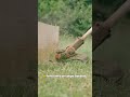 🏆 Cette Tondeuse Coupe au RAS des Murs ! 🤯 La Technologie Incroyable