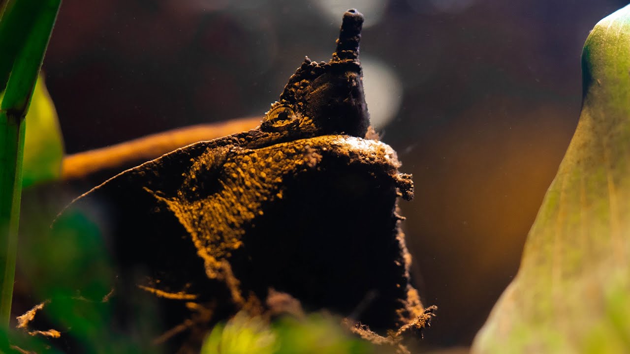 My Fishroom Begins : Unboxing Mata Mata Turtle!