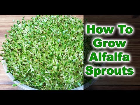 How To Grow Alfalfa Sprouts - 3 EASY Steps! (2019)