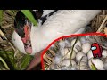 Harvesting *IMPOSTER* Duck Eggs in AMOGUS! (gone sussy?)