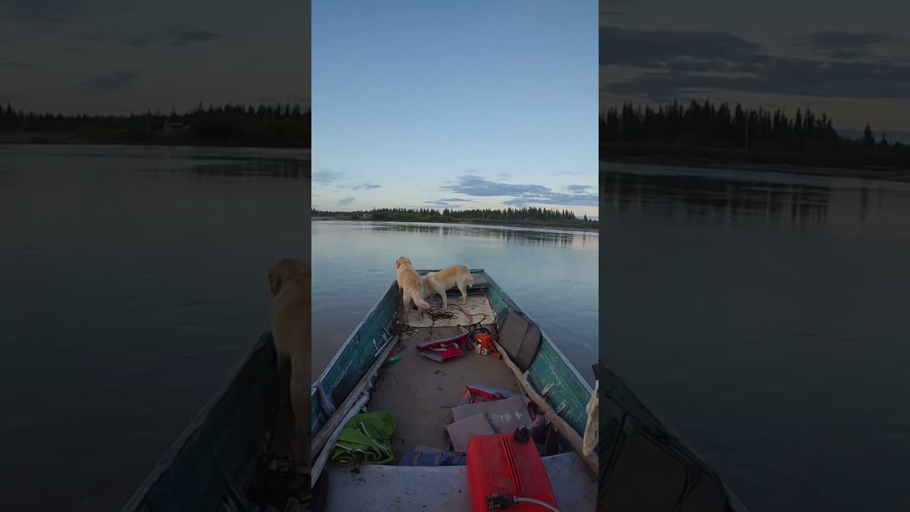 Piper and saber enjoying boat ride 