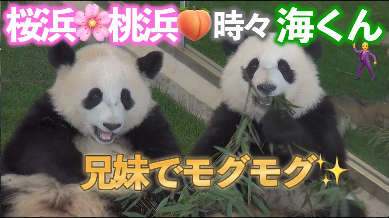 ダンサーの圧w✨】並んで食べる桜浜＆桃浜🌸🍑ちょいちょいダンスして