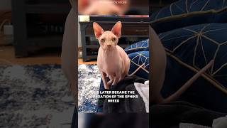 Sphynx a Cat without fur? #sphynxcats #catslover #catshorts #catshorts