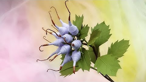 ABC TV | How To Make Physoplexis Comosa Flower | Paper Quilling - Craft Tutorial