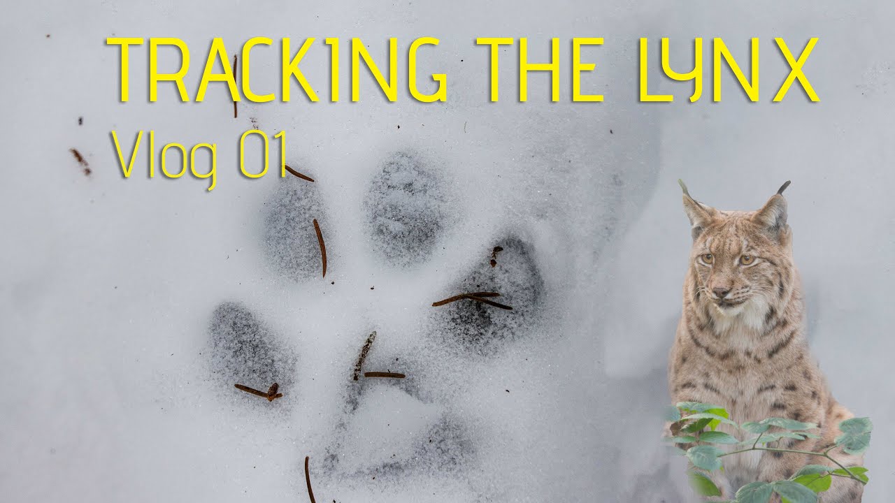 Tracking The Lynx / Vlog01