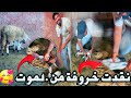 نقدت خروفة من لموت 