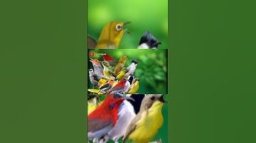 MP3 Pikat Burcil Meresahkan #suarapikatampuh #birds #pikatsogokontong #pikat #pikatburungliar