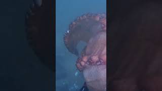Gran pulpo en Galicia con aguas turbias