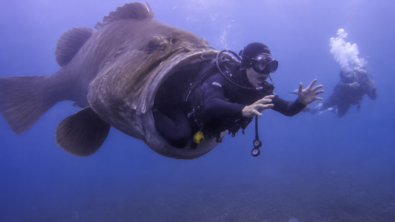 Ocean Predators to Avoid at All Costs – Video Ocean Predators to Avoid at All Costs – Video
