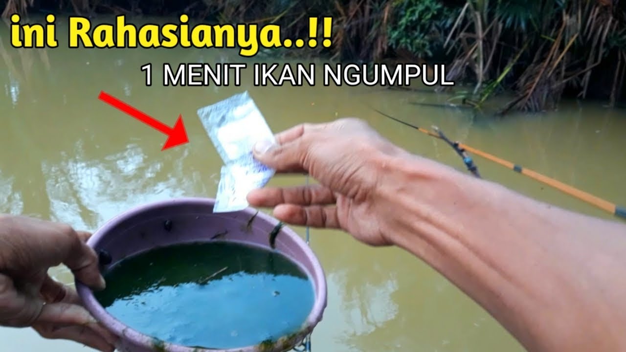 MUDAH SEKALI CAMPURAN LUMUT AGAR IKAN CEPAT MAKAN UNTUK MANCING NILA DI