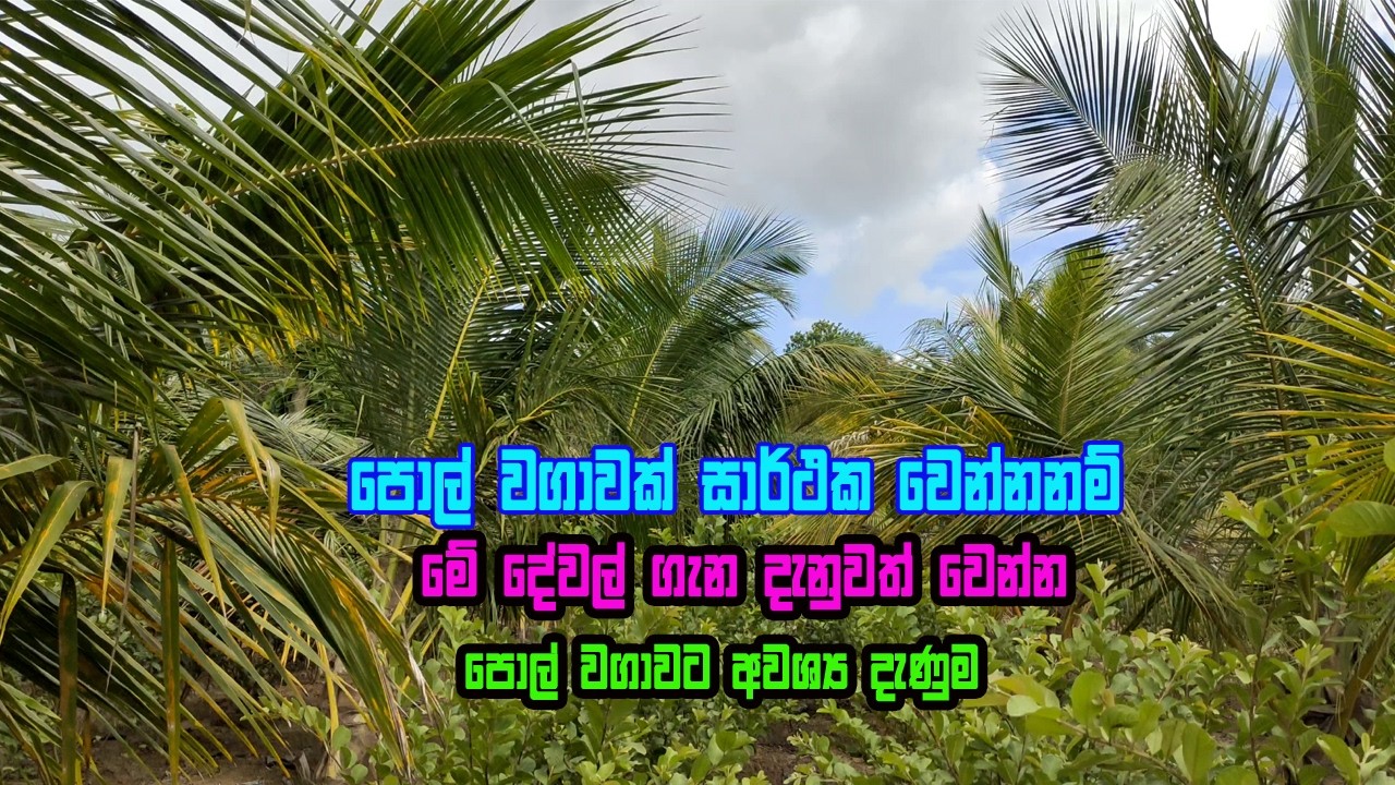 පොල් වගාවට නොවරදින මග | Pol wagawa | Coconut Cultivation #coconutbusiness #coconut