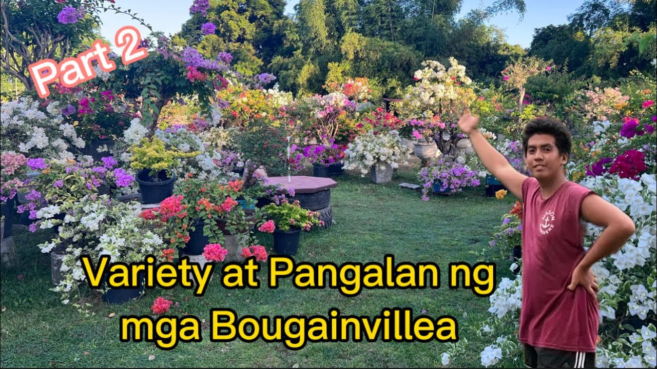 Part 2 | Variety at Pangalan ng mga Bougainvillea