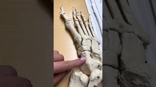 Bones Of The Feet Skeletal Foot Model