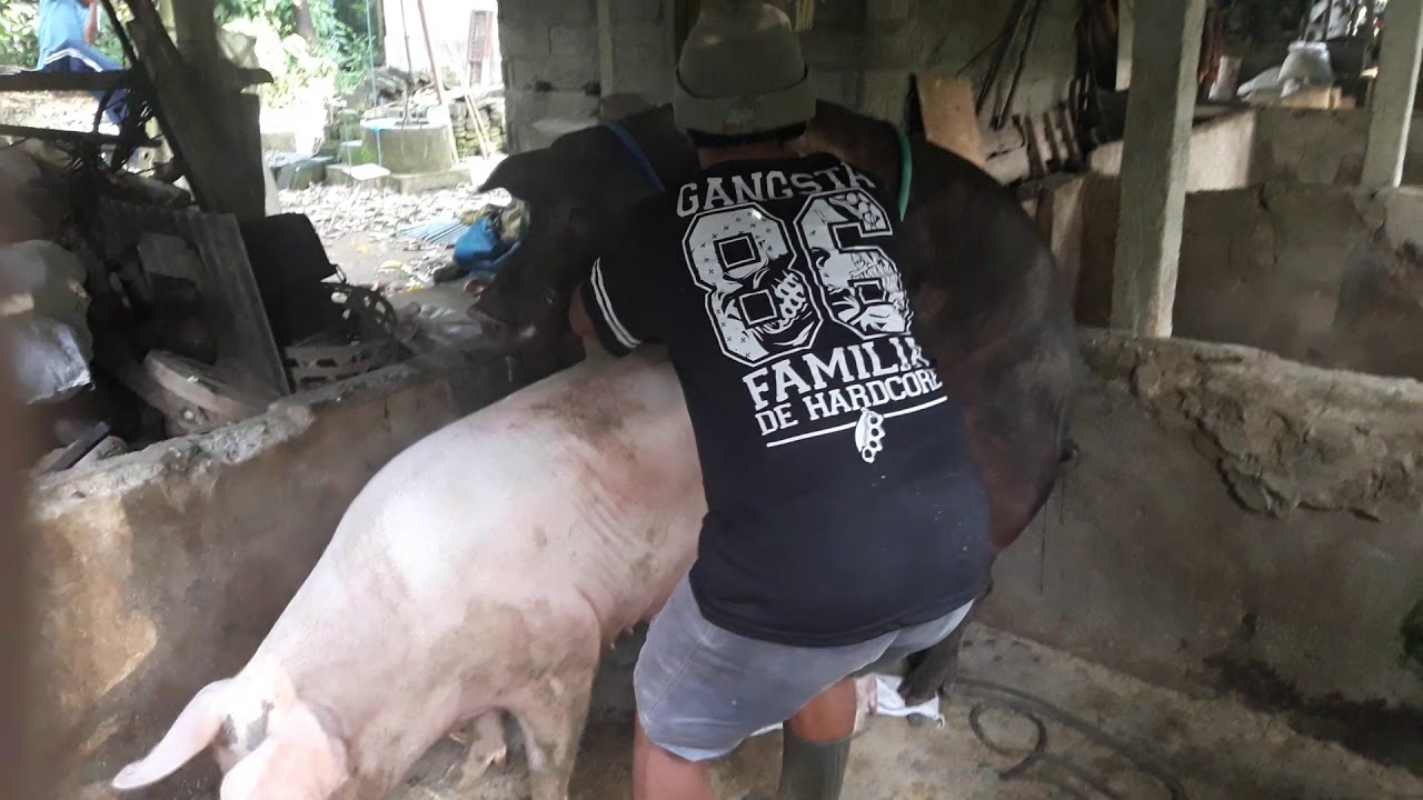 Cara mengawinkan induk babi untuk menghasilkan bibit babi unggul 