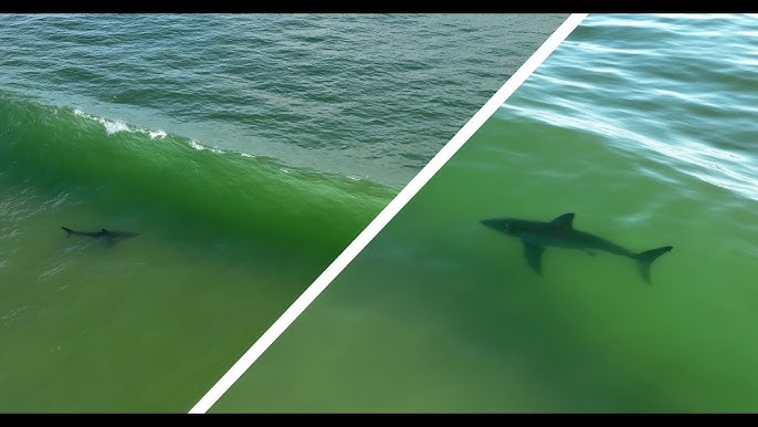 A 10' Great White breeched directly in front of me while surfing #sand, Great White Shark