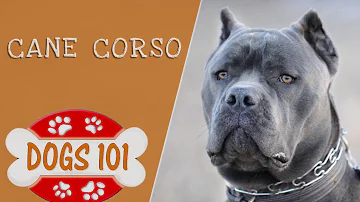 Dogs 101 - Cane Corso - Top Dog Facts About the Cane Corso