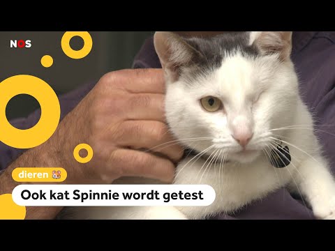 Video: Kunnen Huisdieren Het Coronavirus (COVID-19) Aan Mensen Verspreiden?