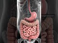 human digestem system #man or human