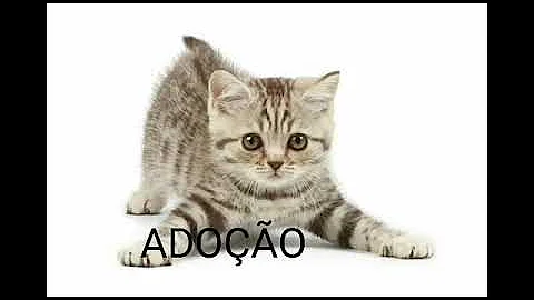O que fazer quando o ponto do Gato abre?