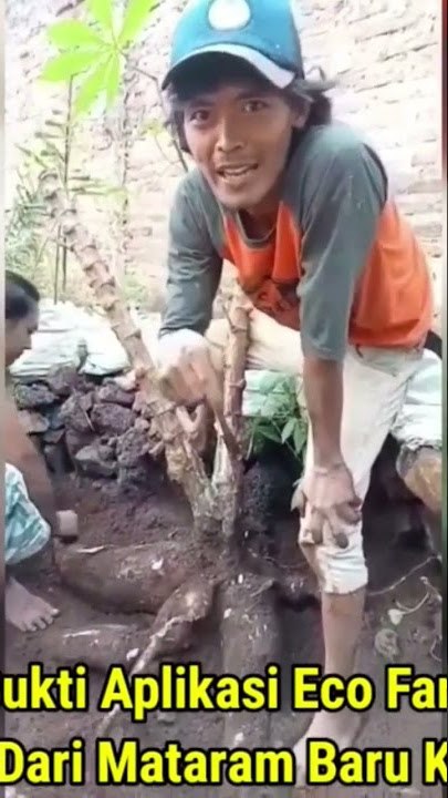 LUAR BIASA 💥 HASIL PANEN SINGKONG SETELAH SEKALI APLIKASI ECO FARMING DALAM 1 TAHUN